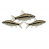 Crossocheilus siamensis