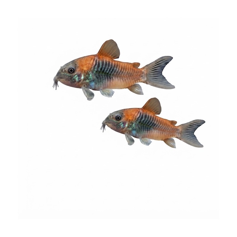 Corydoras orange Venezuela
