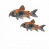 Corydoras orange Venezuela