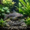 Pimelodus pictus, poisson chat pour aquarium - Miniaqua77