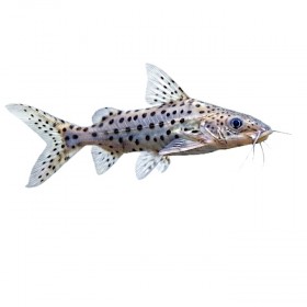 Pimelodus pictus