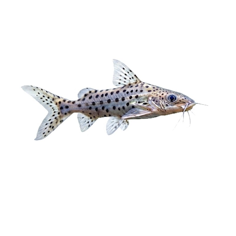 Pimelodus pictus