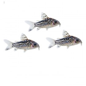 Corydoras elegans