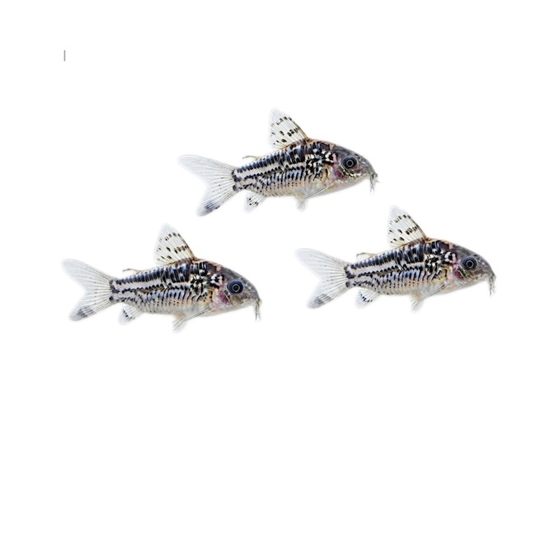 Corydoras elegans