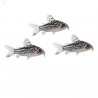 Corydoras elegans