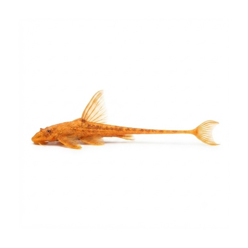 Rineloricaria lanceolata