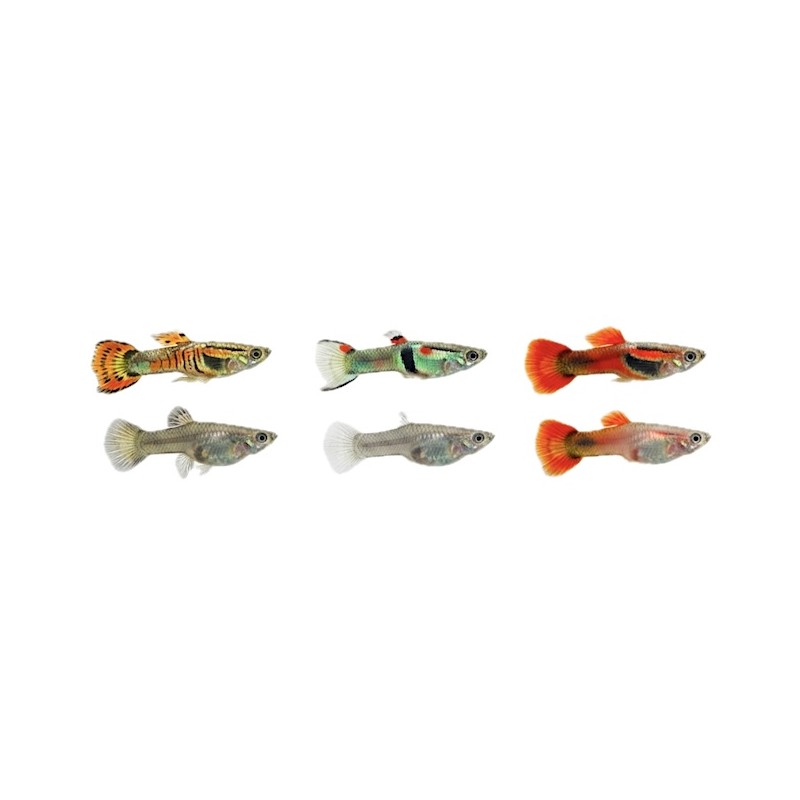Guppy endler male et femelle