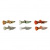 Guppy endler male et femelle