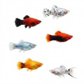 Xiphophorus maculatus "Platy"