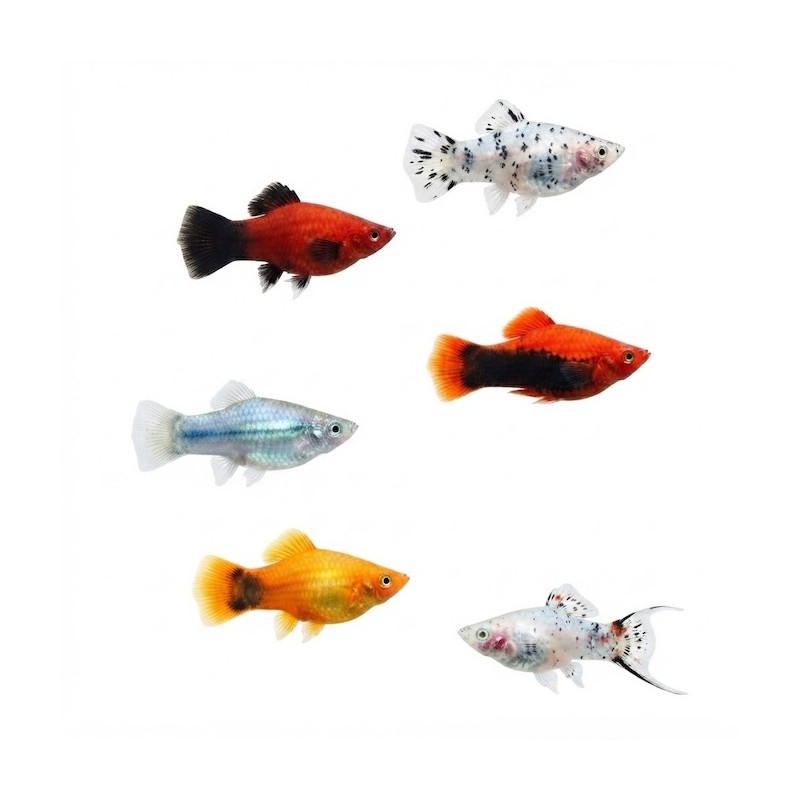 Xiphophorus maculatus "Platy"