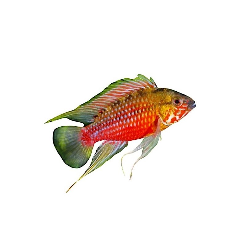 Apistogramma hongsloi