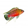 Apistogramma hongsloi