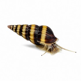 Anentome helena