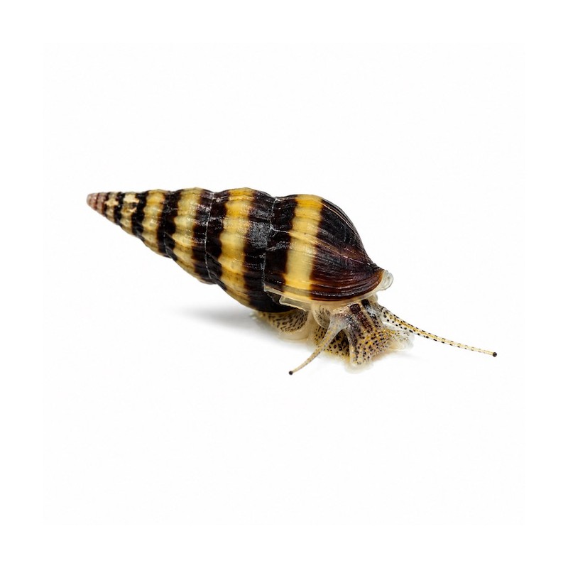 Anentome helena