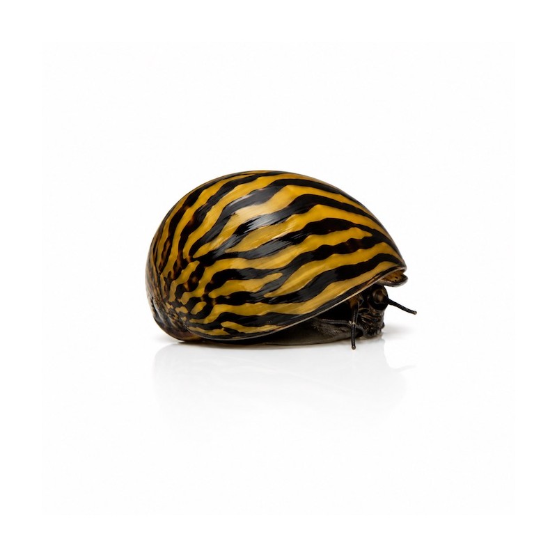 Neritina, escargot d'aquarium