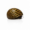 Neritina, escargot d'aquarium