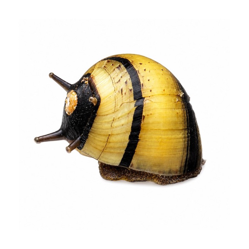 Clithon pour aquarium