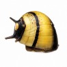 Clithon pour aquarium