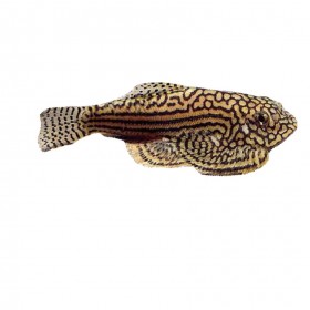 Sewellia breviventrais poissons aquarium