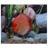 Discus Pigeon blood red