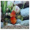 Discus Pigeon blood red