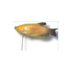 Trichogaster doré "gourami jaune"