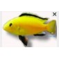Labidochromis yellow Poisson aquarium