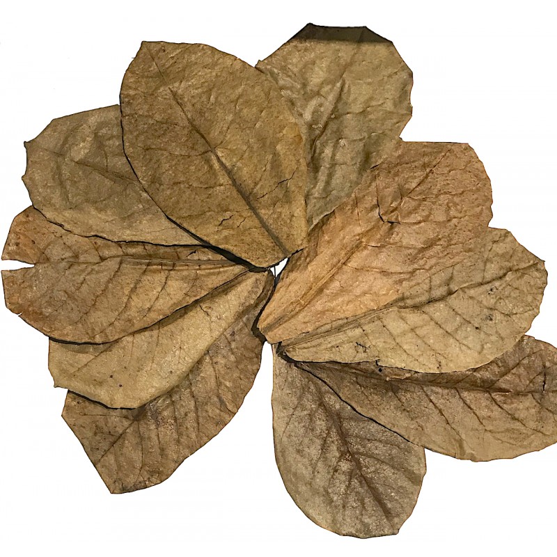 10 feuilles de catappa 28 cm