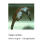 EKTOMOR infectés par  Ichthyobodo