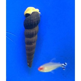 Escargot Tylomelania aquarium