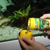 Nourriture poissons suceur aquarium