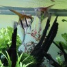 JBL PRONOVO BEL GRANO S nourriture aquarium