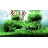 GreenScape engrais pour aquascaping