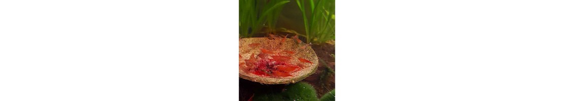 Aliments pour crevettes