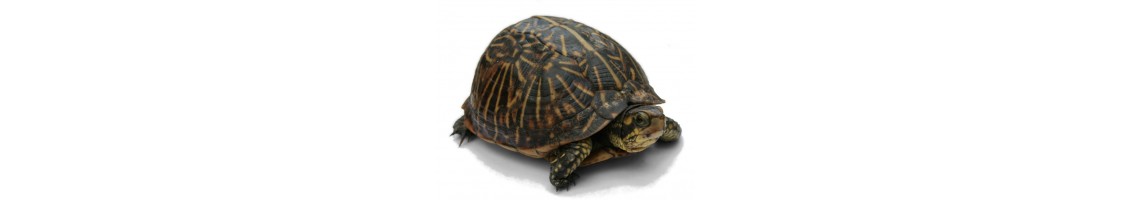 Nourriture pour tortues