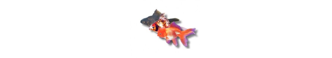Poissons rouge