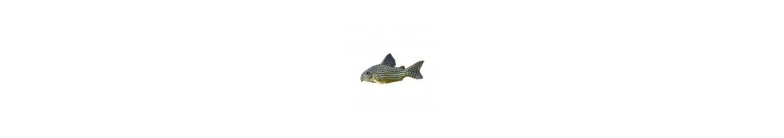 Poissons de fond d'aquarium