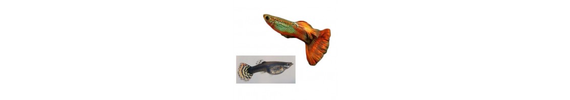 Poissons vivipares d'aquarium