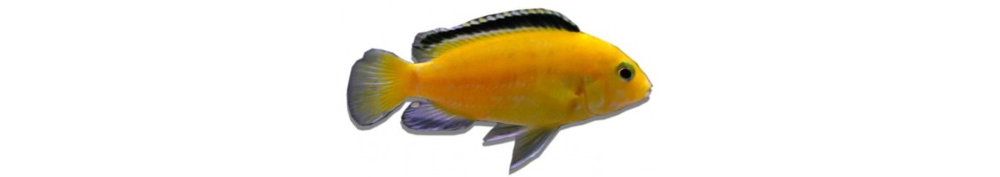 Cichlidés africains