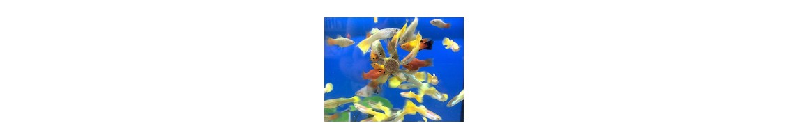 Aliments pour poissons d'aquarium