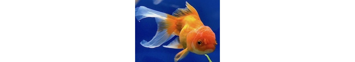 Nourriture pour poissons d'eau froide