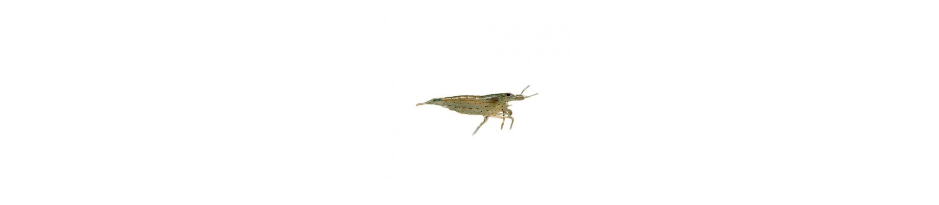 Produits et aliments Aqua-Tropica pour crevettes d'aquarium