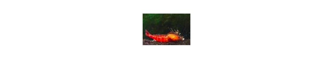 Traitement contre les maladies des crevettes d'aquarium