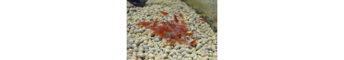 Nourriture pour crevettes