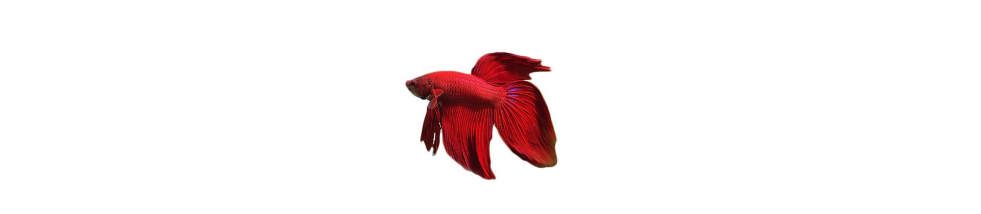 Poissons, crevettes et plantes