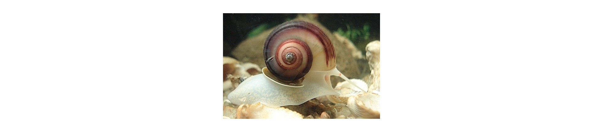 Nourriture pour escargots