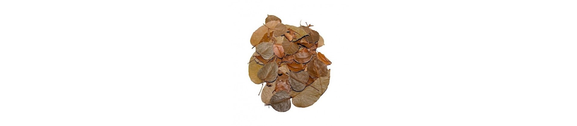 Feuilles naturelles pour aquarium