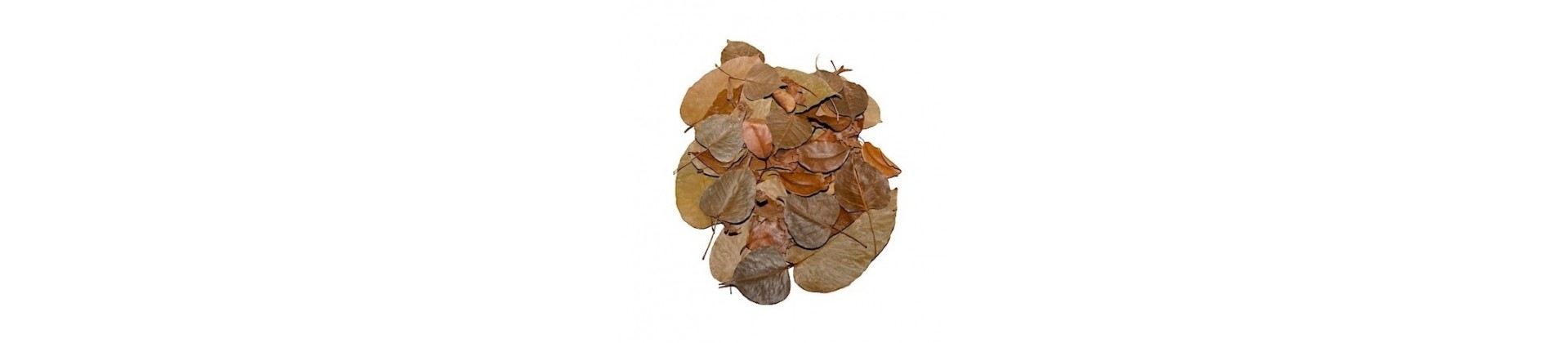 Feuilles naturelles