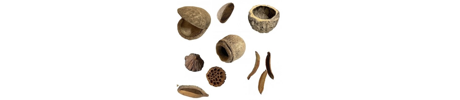 Gousses naturelles