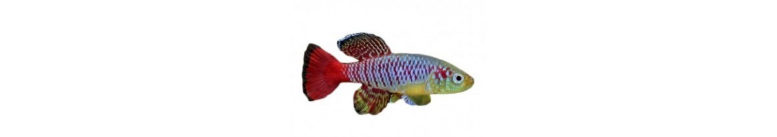 Les poissons et crevettes d'aquarium